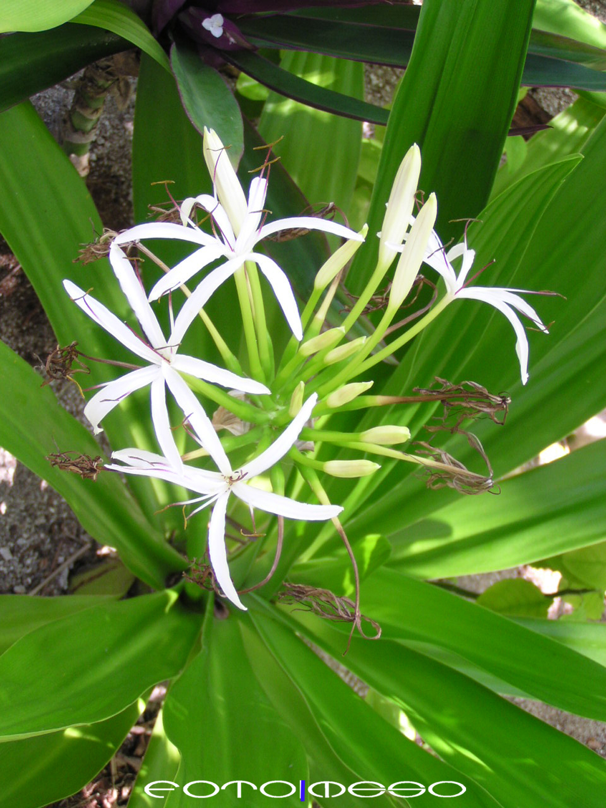 Maldives (5 of 13) edit